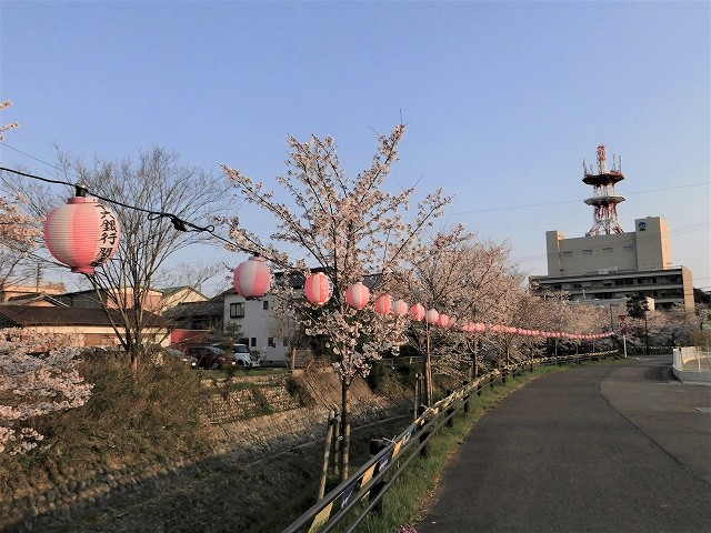 関川の若木の桜の開花模様