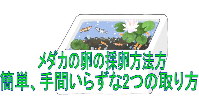 メダカの卵の採卵方法 簡単 手間いらずな2つの取り方はこれ めだかの学校 関分校