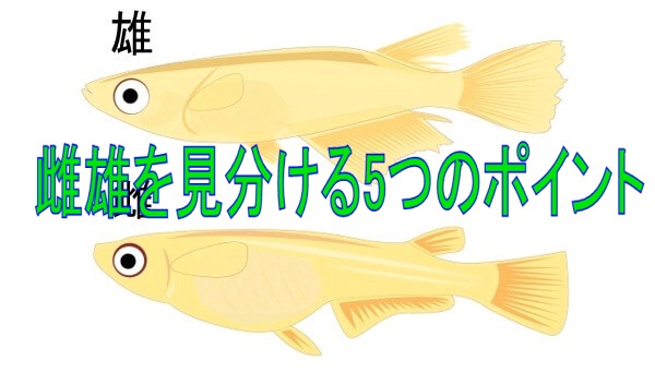 メダカの雌雄を見分ける5つのポイント 横見と上から見た時の判別法 めだかの学校 関分校